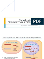 BIO3 - Transcription and Translation