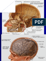 Structural Organization of The Nervous System