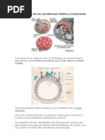 Desarrollo de Las Membranas Fetales y La Placenta