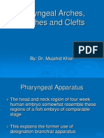 Pharyngeal Arches and Pouches