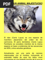 El Lobo, Un Animal Majestuoso