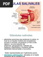 Glandulas Salivales