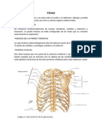 Anatomía de Torax 