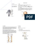 Bones in The Body 1. Skull: Skeletal System