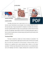 Anaphysio of The Heart