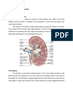 The Human Renal System