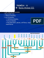 Clase 23-06-2011 - Deuterostomados