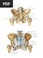 Anatomy of The Pelvis