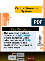 The Central Nervous System Physiology Lect 2