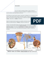 Fisiologia Do Sistema Regulador