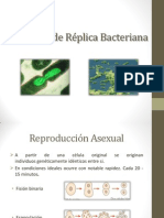 Formas de Réplica Bacteriana