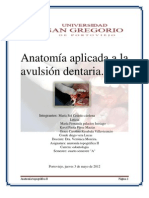 Anatomía Aplicada A La Avulsión Dentaria