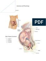 Anatomy of Female Reproductive System