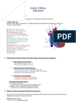 Anatomy The Heart2