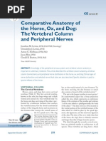 Compa Horse and Human - Nerves