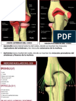 Epicondilitis Lateral y Medial