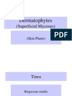 Dermatophytes: (Superficial Mycoses)