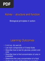 Kidney Structure and Function