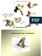 Orden Lepidoptera