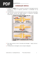 Coordenação Nervosa PDF