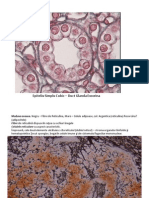 Imagini - Examen - LP - Histo Interpretate Descriere