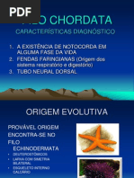 Biologia PPT Filo Chordata