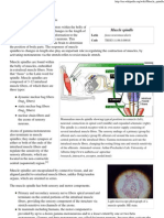 Muscle Spindle - Wikipedia, The Free Encyclopedia