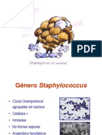 Expo - Género Staphylococcus