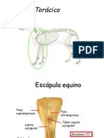 Resumen Huesos Caballo