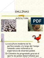 Gallinas Ponedoras