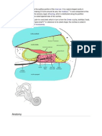 Anatomy: / Kɒk - Lɪə/ Inner Ear Bony Labyrinth Modiolus Organ of Corti Hearing