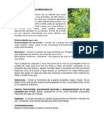 Plantas Medicinales