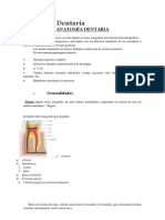 Anatomia Dental Resumen