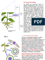 CuerpoPlanta PDF