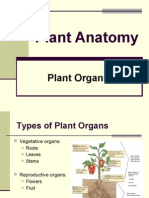 Plant Organs Roots