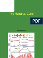 The Menstrual Cycle