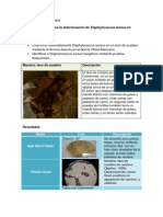 Practica Staphylococcus Aureus