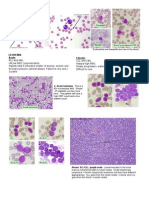 Hematologic Pathology p24-35