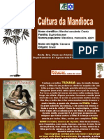 Aula Cultura Da Mandioca