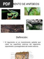 Tegumento de Anfibios