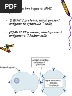 MHC I Proteins, Which Present Antigens To Cytotoxic T Cells, (2) MHC II Proteins, Which Present Antigens T Helper Cells