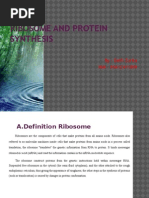 Ribosome and Protein Synthesis: By: Delfi Zurita NIM: RSA1C411009