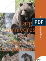 Large Carnivores in The Alps and Carpathians