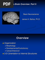 Gross Brain Overview: Part II: Basic Neuroscience