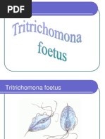 Tritrichomona Foetus Trichomona Vaginalis