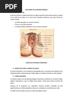 Perine Femenino 2