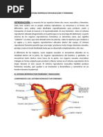 Sistema Reproductor Masculino y Femenino