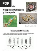 Myriapoda y Hexapoda