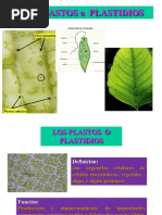 Clase 5 Cloroplastos y Mitocondria