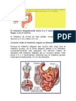 Cuanto Mide El Instestino Grueso y Delgado